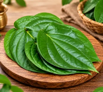 Fresh Betel Leaves (Paan Leaves)