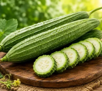 Ridge Gourd